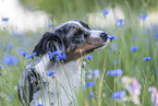 young Miniature Australian Shepherd