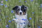 young Miniature Australian Shepherd