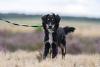 Miniature Australian Shepherd in the heath