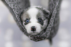Miniature Australian Shepherd puppy