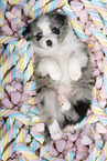 Miniature Australian Shepherd puppy