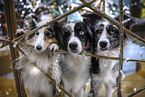 Miniature Australian Shepherd