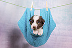 Miniature Australian Shepherd Puppy