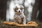 Miniature Australian Shepherd Puppy