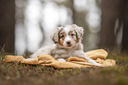 Miniature Australian Shepherd Puppy