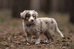 Miniature Australian Shepherd Puppy