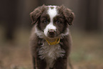 Miniature Australian Shepherd Puppy