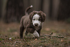 Miniature Australian Shepherd Puppy