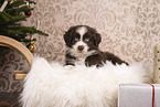 Miniature Australian Shepherd Puppy