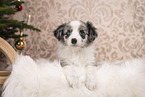 Miniature Australian Shepherd Puppy