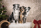 3 Miniature Australian Shepherd