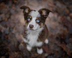 young Miniature Australian Shepherd