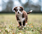 young Miniature Australian Shepherd