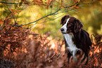 adult Miniature Australian Shepherd