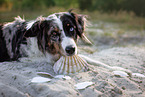 adult Miniature Australian Shepherd