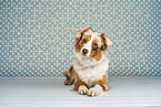 red-merle Miniature Australian Shepherd