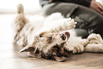 Miniature Australian Shepherd Puppy