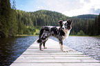 Miniature Australian Shepherd