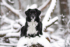 female Miniature Australian Shepherd