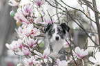 female Miniature Australian Shepherd