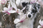 female Miniature Australian Shepherd