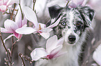 female Miniature Australian Shepherd