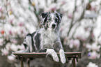 female Miniature Australian Shepherd