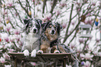 female Miniature Australian Shepherds