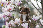 female Miniature Australian Shepherd