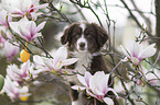 female Miniature Australian Shepherd