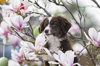 female Miniature Australian Shepherd