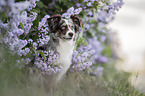 female Miniature Australian Shepherd