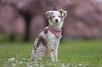 female Miniature Australian Shepherd