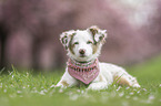 female Miniature Australian Shepherd