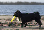 male Miniature Australian Shepherd