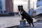 male Miniature Australian Shepherd