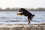 male Miniature Australian Shepherd