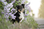 male Miniature Australian Shepherd