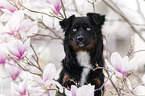 male Miniature Australian Shepherd