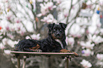 male Miniature Australian Shepherd