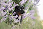 male Miniature Australian Shepherd