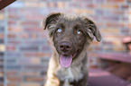 male Miniature Australian Shepherd