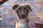 male Miniature Australian Shepherd