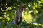 male Miniature Australian Shepherd