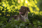male Miniature Australian Shepherd