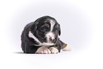 Miniature Australian Shepherd Puppy