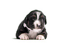 Miniature Australian Shepherd Puppy