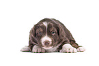 Miniature Australian Shepherd Puppy