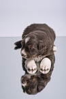 Miniature Australian Shepherd Puppy