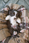 Miniature Australian Shepherd Puppy